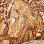 EACOP Geologic Mapping