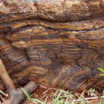 EACOP Geologic Mapping