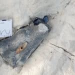 Whitney Geologics Green Gas Lolland Fallster 04